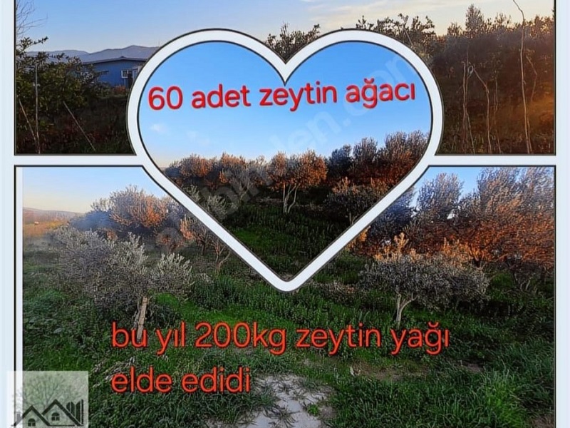 Çınar Gayrimenkul